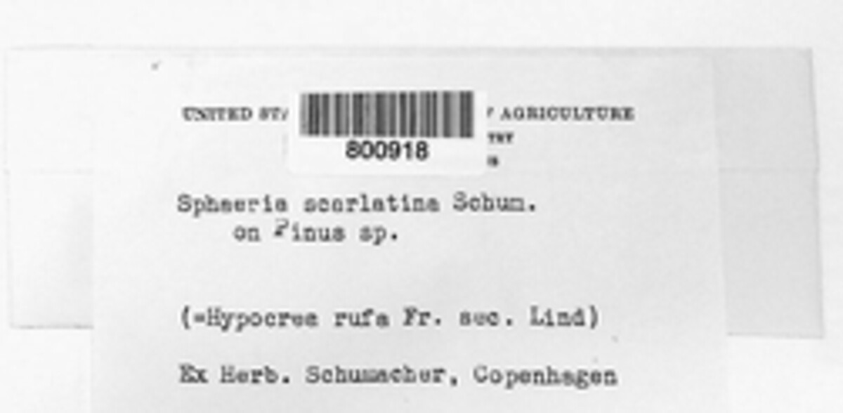 Sphaeria scarlatina image
